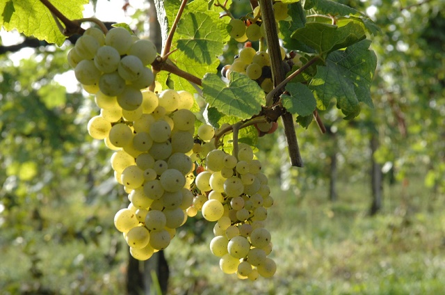 Veneto, contributi per il settore vitivinicolo