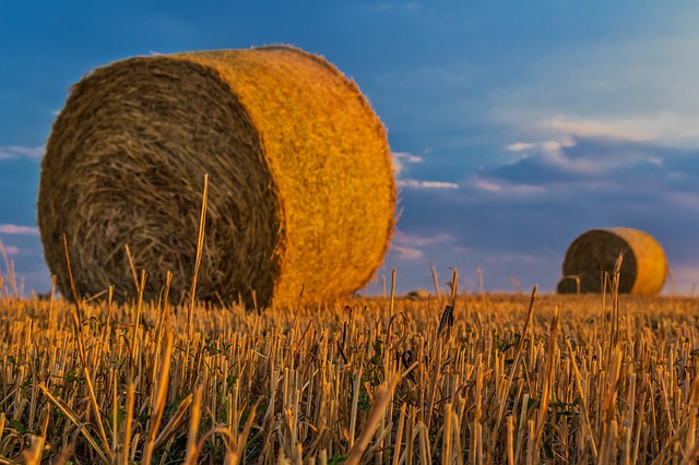 Valore aggiunto, occupazione, export, redditività: l’agricoltura corre di più