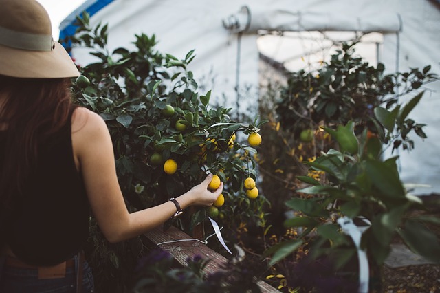Ecco 4 consigli per avviare una startup agricola