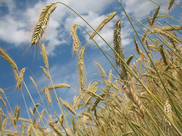  Confagricoltura, Nomisma e LUISS lanciano “Agronetwork”. Il sodalizio punta su marketing, business ed innovazione per far crescere il made in italy