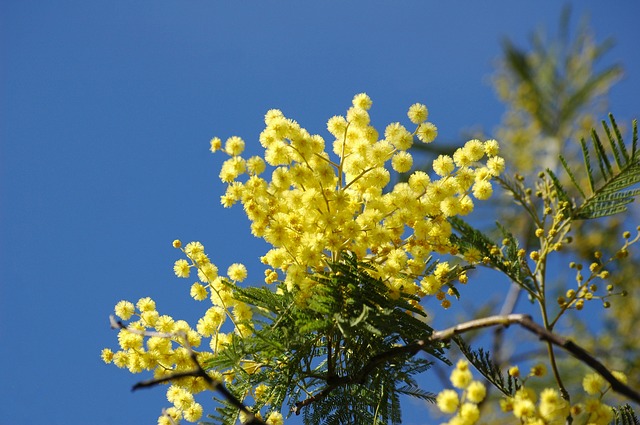 8 marzo: resiste la tradizione della mimosa, in dono 12 milioni di ramoscelli. Ma è allarme irregolari: ogni anno venduti 400 milioni di euro di fiori abusivi