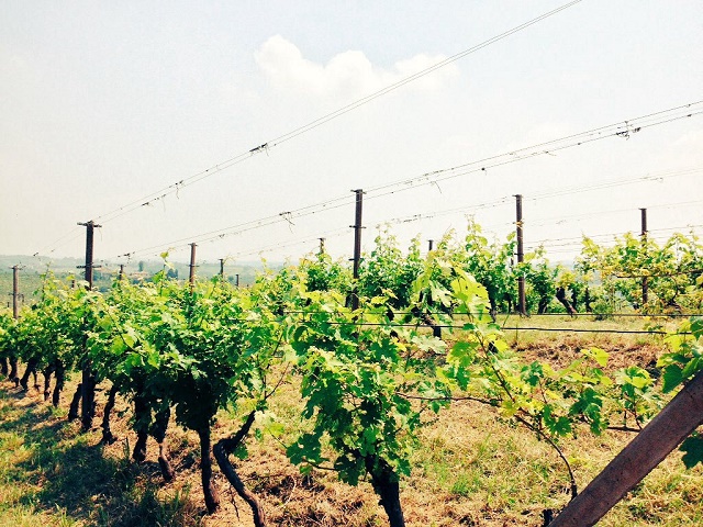  CRIF Ratings – Wine Monitor Nomisma: anche per il 2016 si riduce il livello di rischiosità delle imprese vinicole