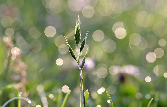  Il business? È sempre più “green”