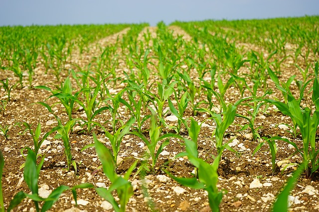 Ogm, storico flop in Europa nel 2017