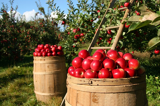  Cresce l’innovazione per la sostenibilità agroalimentare, boom di startup agrifood sostenibili nel mondo (+52%)