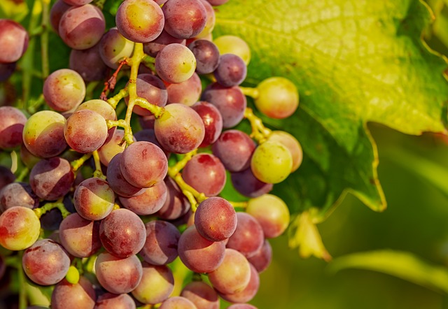 Vino: prezzi all’ingrosso giù del 10% per l’abbondante uva del 2018