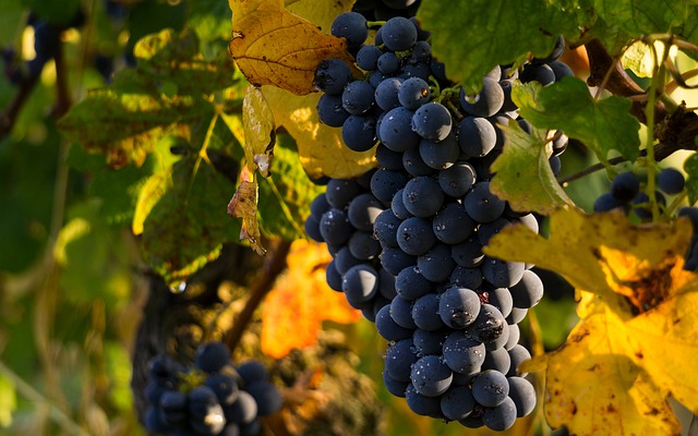  Al via la vendemmia, Confagricoltura: qualità eccellente, produzione in calo