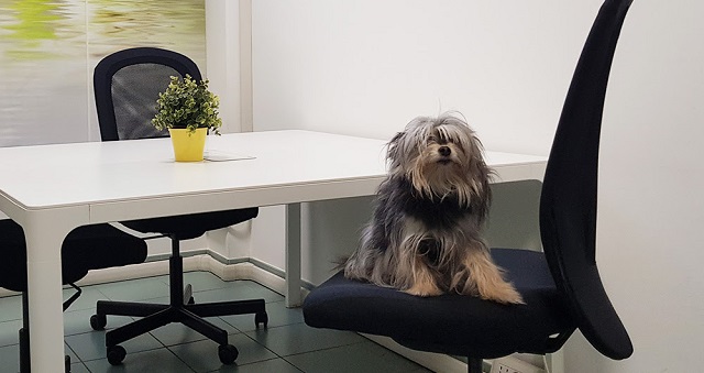 Cani in ufficio? Meno stress, più collaborazione e più produttività