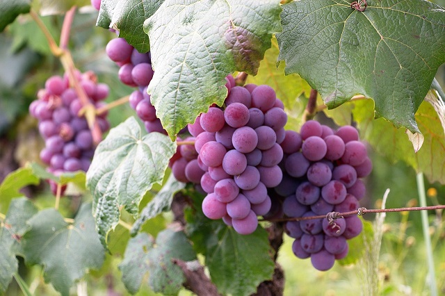  Vendemmia 2019: meno uve, prezzi stabili