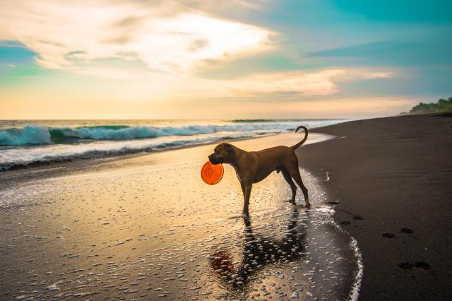  Come realizzare una Dog beach con i finanziamenti “Resto al sud” di Invitalia