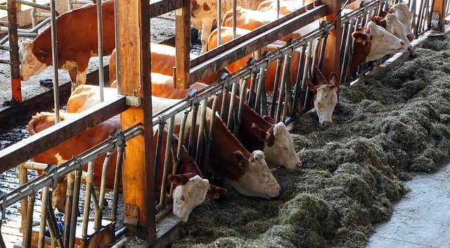  Primo semestre del 2020: la macellazione del bestiame diminuisce del 19%