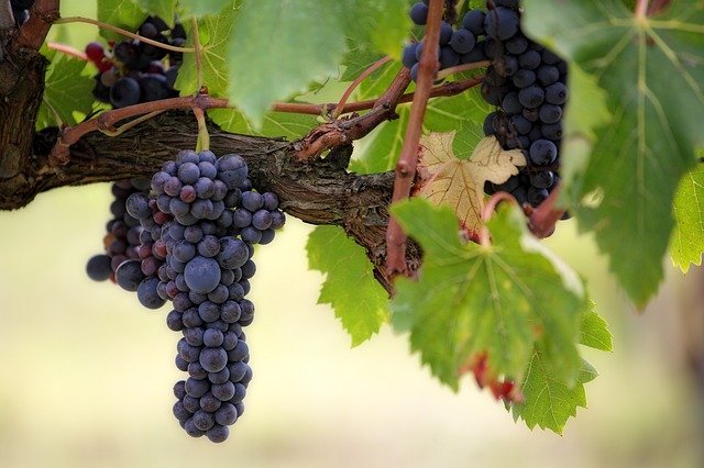  Vendemmia 2020: raccolti in Italia 70 milioni di quintali di uve da vino