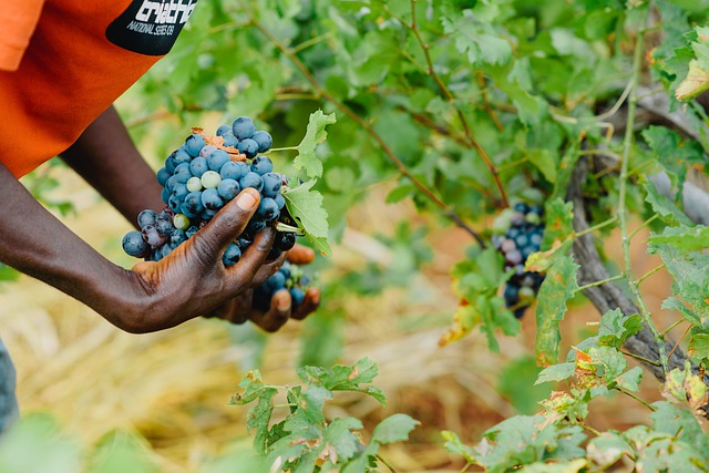  Lavoro: in agricoltura 18.000 stagionali in meno nel 2020 (-1,9%), perse 2 milioni di giornate lavorate (-2,4%)