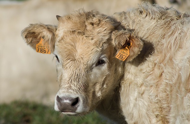  Una azienda zootecnica su due utilizza una connessione fissa in banda larga