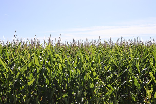  Nuovo bando Confagricoltura-JTI Italia: 120 mila euro per finanziare progetti di agricoltura sociale. Candidature fino al 15 luglio 2021