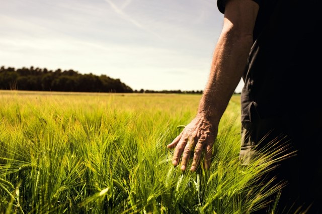  L’agricoltura “batte” il Covid: nel 2020 il valore della produzione nazionale cala meno dell’un per cento