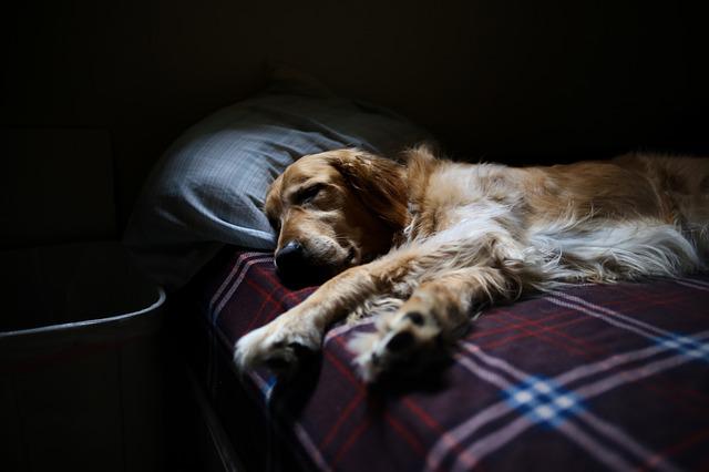  Come avviare un asilo per cani con i finanziamenti a fondo perduto