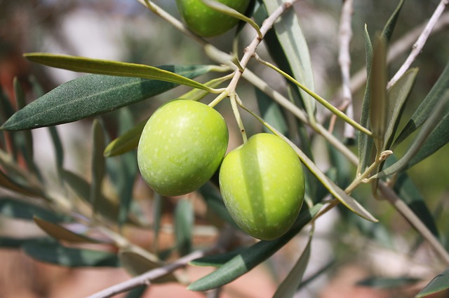  Siccità: Cia, annata difficile per olivicoltura. Stime del -30% sulla produzione