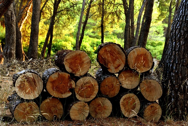  Legno e foreste, gli incentivi del Pnrr