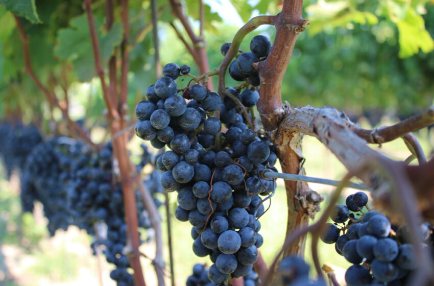  Sicilia, 8 miliardi di investimenti in favore del settore vinicolo