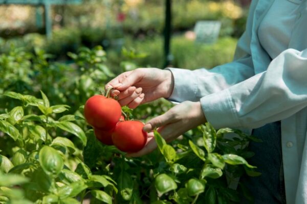 EIT Food Accelerator: incentivi per startup agroalimentari innovative